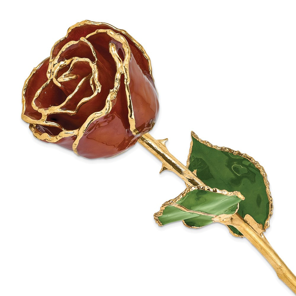Lacquer Dipped Gold Trim Root Beer Rose
